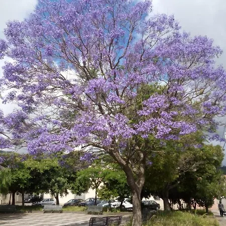 L'agrifoglio Di Emy Bed & Breakfast